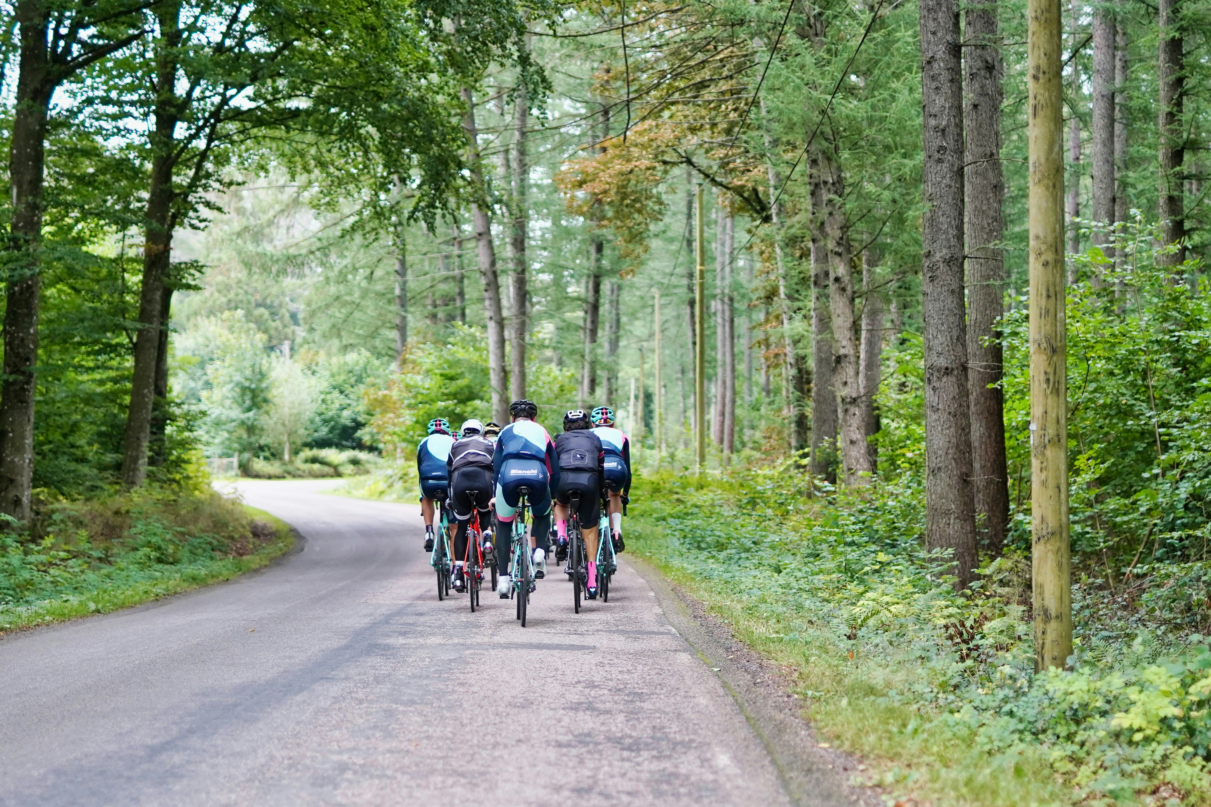 Eine Gruppe an Rennradfahrer:innen fahren auf einer Straße im Wald.